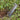 Dig 'n Rip Trowel by Apex Giant - Hilltop Packs LLC