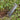Grip 'n Rip Trowel by Apex Giant - Hilltop Packs LLC