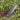 Grip 'n Rip Trowel by Apex Giant - Hilltop Packs LLC