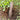 Grip 'n Rip Trowel by Apex Giant - Hilltop Packs LLC